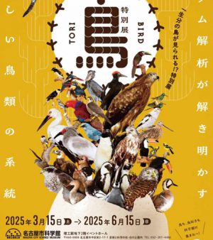 特別展　鳥